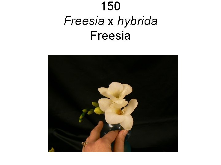150 Freesia x hybrida Freesia 150 Freesia x hybrida Freesia