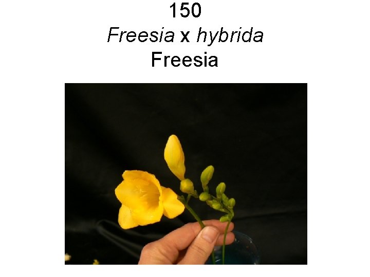 150 Freesia x hybrida Freesia 150 Freesia x hybrida Freesia