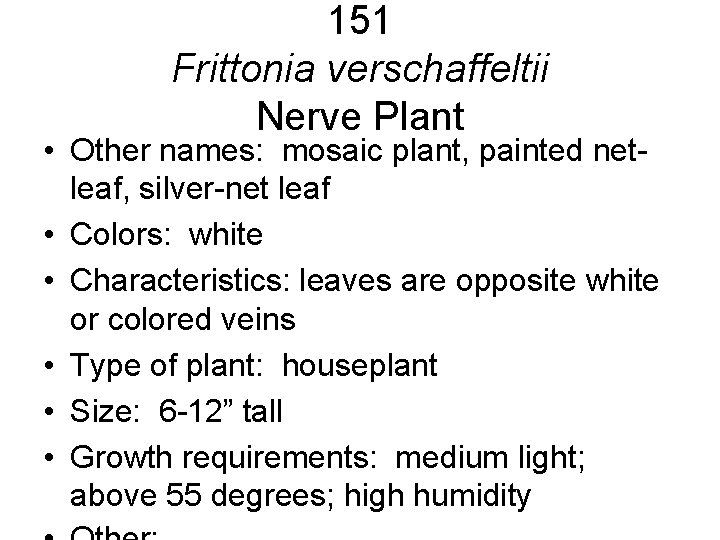 151 Frittonia verschaffeltii Nerve Plant • Other names: mosaic plant, painted netleaf, silver-net leaf 151 Frittonia verschaffeltii Nerve Plant • Other names: mosaic plant, painted netleaf, silver-net leaf
