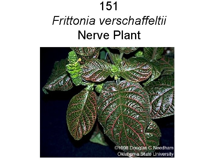 151 Frittonia verschaffeltii Nerve Plant 151 Frittonia verschaffeltii Nerve Plant