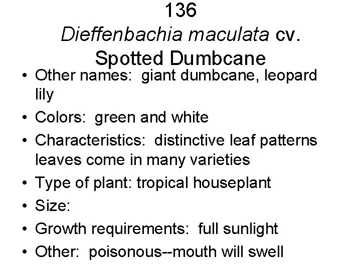 136 Dieffenbachia maculata cv. Spotted Dumbcane • Other names: giant dumbcane, leopard lily • 136 Dieffenbachia maculata cv. Spotted Dumbcane • Other names: giant dumbcane, leopard lily •