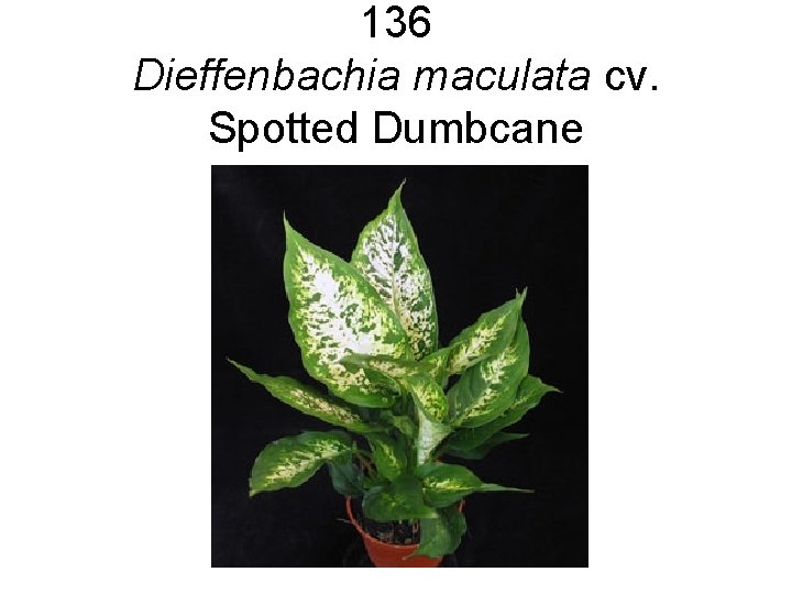 136 Dieffenbachia maculata cv. Spotted Dumbcane 136 Dieffenbachia maculata cv. Spotted Dumbcane