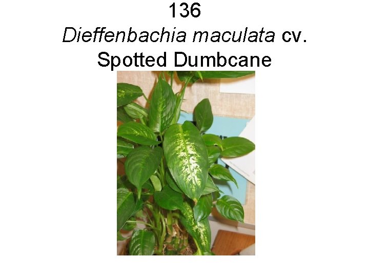 136 Dieffenbachia maculata cv. Spotted Dumbcane 136 Dieffenbachia maculata cv. Spotted Dumbcane