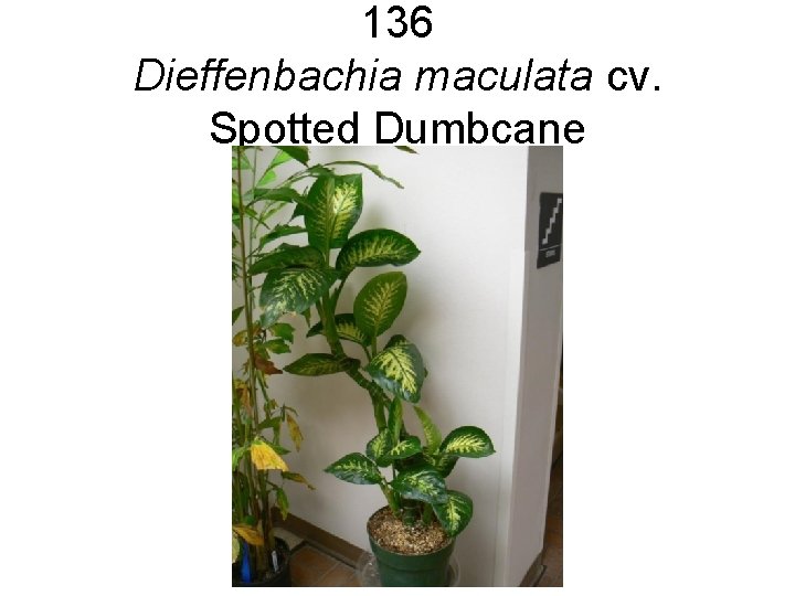 136 Dieffenbachia maculata cv. Spotted Dumbcane 136 Dieffenbachia maculata cv. Spotted Dumbcane