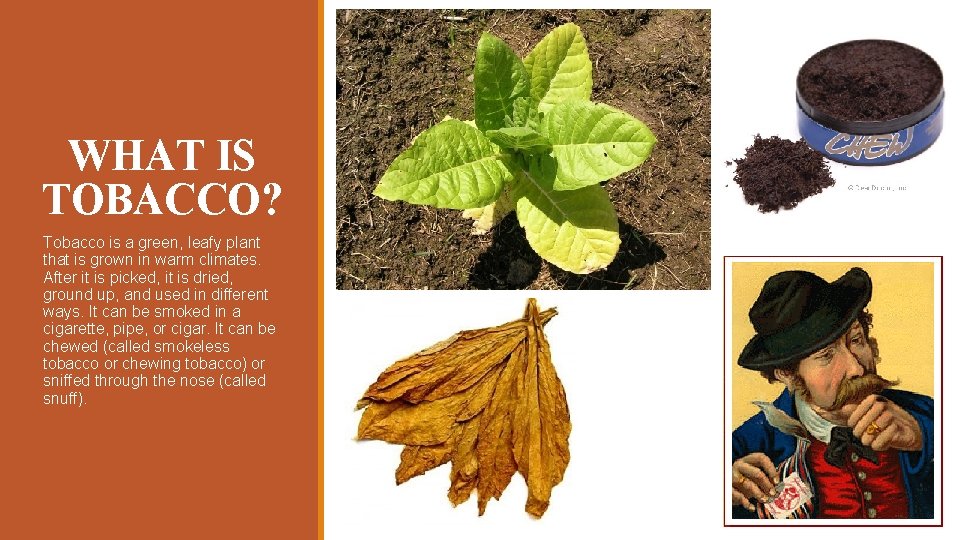 WHAT IS TOBACCO? Tobacco is a green, leafy plant that is grown in warm