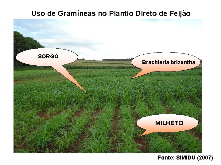 Uso de Gramíneas no Plantio Direto de Feijão SORGO Brachiaria brizantha MILHETO 104 Fonte: