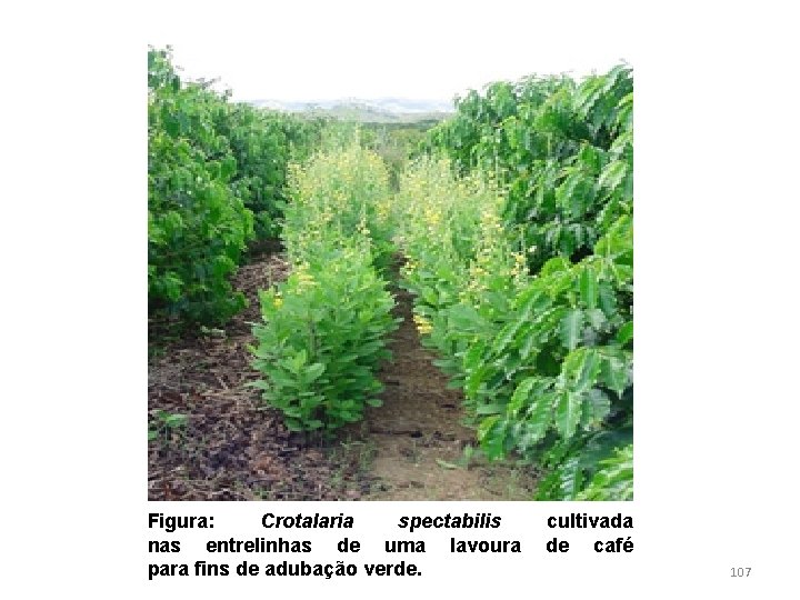 Figura: Crotalaria spectabilis nas entrelinhas de uma lavoura para fins de adubação verde. cultivada