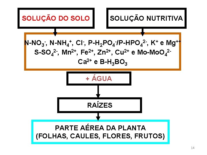 SOLUÇÃO DO SOLUÇÃO NUTRITIVA N-NO 3 -, N-NH 4+, Cl-, P-H 2 PO 4