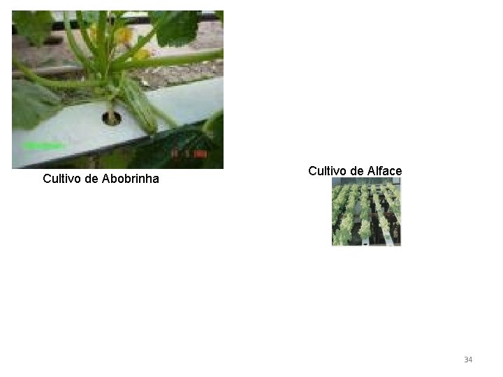 Cultivo de Abobrinha Cultivo de Alface 34 