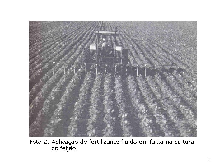 Foto 2. Aplicação de fertilizante fluido em faixa na cultura do feijão. 75 