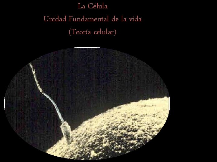 La Célula Unidad Fundamental de la vida (Teoría celular) 