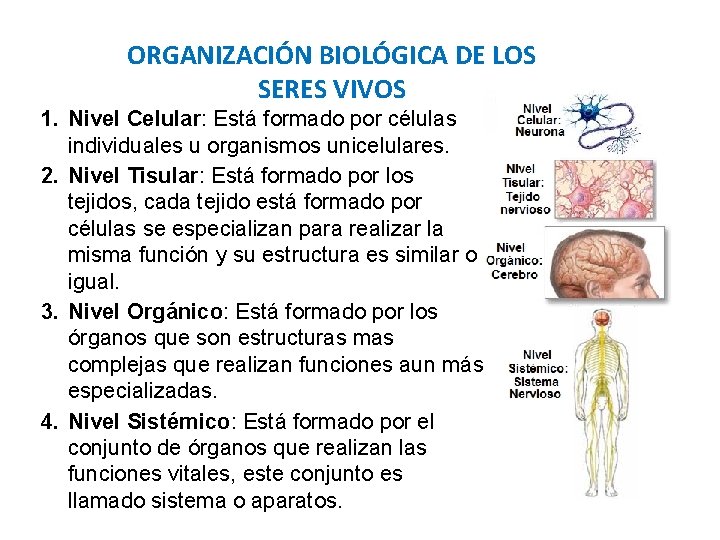 ORGANIZACIÓN BIOLÓGICA DE LOS SERES VIVOS 1. Nivel Celular: Está formado por células individuales