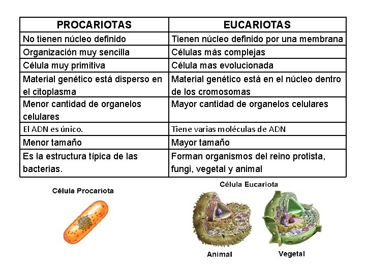 PROCARIOTAS EUCARIOTAS No tienen núcleo definido Organización muy sencilla Célula muy primitiva Material genético