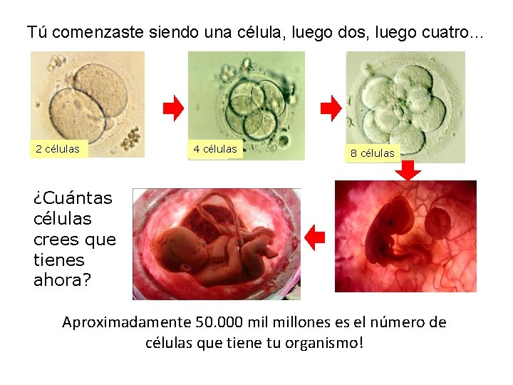 Tú comenzaste siendo una célula, luego dos, luego cuatro… 2 células 4 células 8