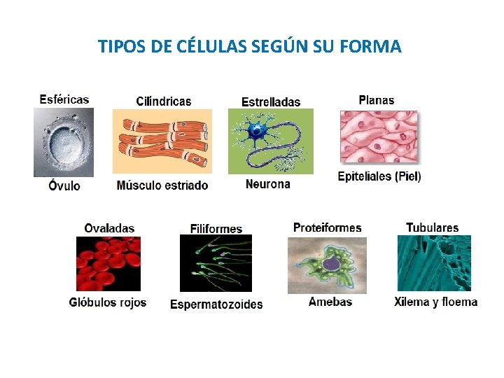 TIPOS DE CÉLULAS SEGÚN SU FORMA 