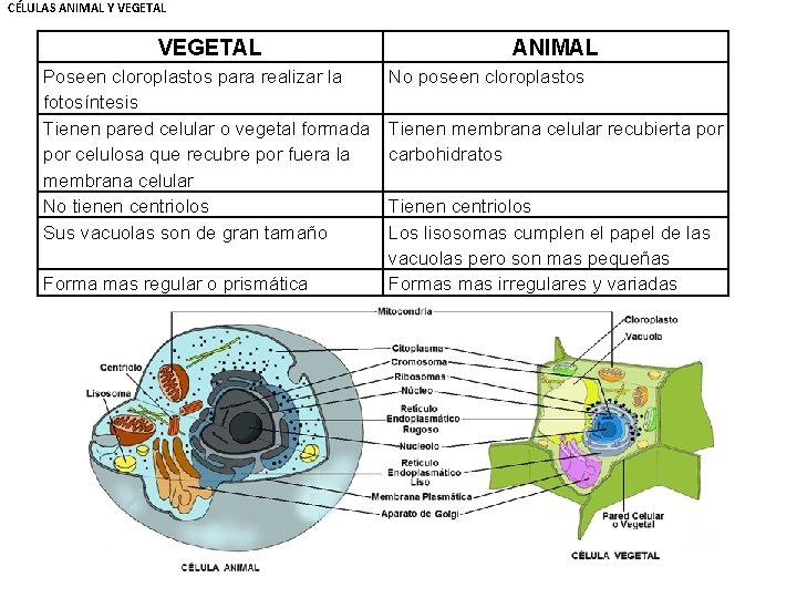 CÉLULAS ANIMAL Y VEGETAL Poseen cloroplastos para realizar la fotosíntesis Tienen pared celular o