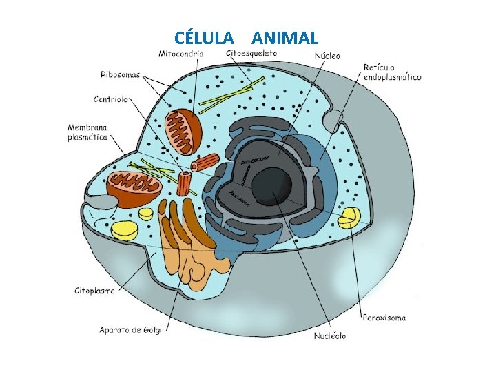 CÉLULA ANIMAL 