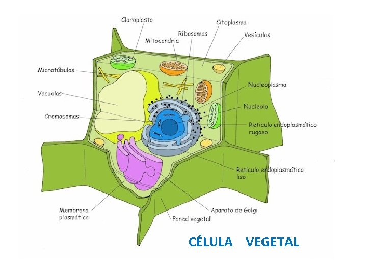 CÉLULA VEGETAL 