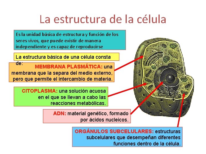 La estructura de la célula Es la unidad básica de estructura y función de