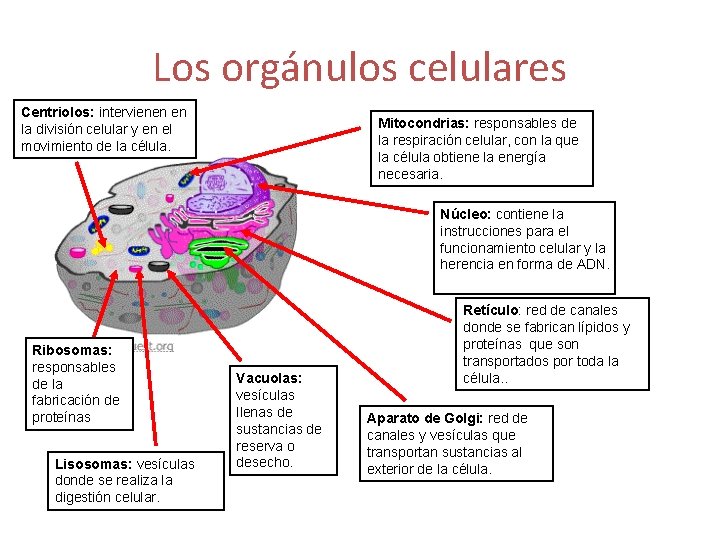 Los orgánulos celulares Centriolos: intervienen en la división celular y en el movimiento de