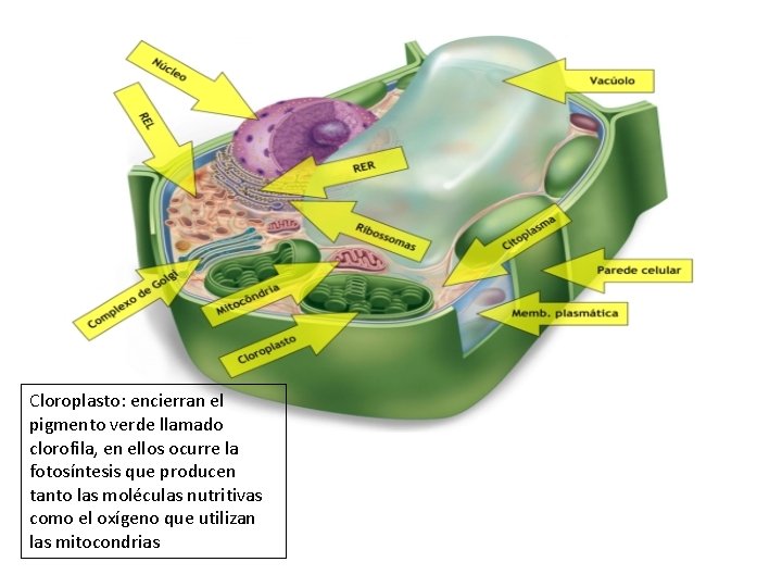 Cloroplasto: encierran el pigmento verde llamado clorofila, en ellos ocurre la fotosíntesis que producen