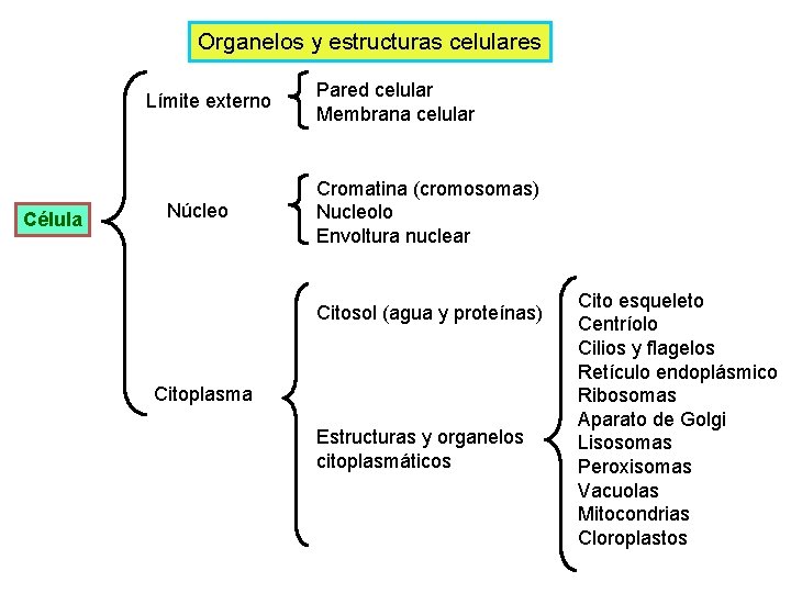 Organelos y estructuras celulares Límite externo Célula Núcleo Pared celular Membrana celular Cromatina (cromosomas)