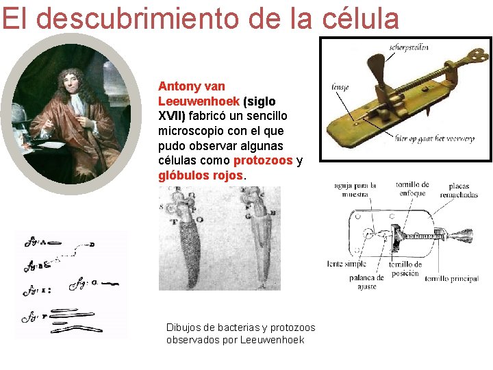 El descubrimiento de la célula Antony van Leeuwenhoek (siglo XVII) fabricó un sencillo microscopio