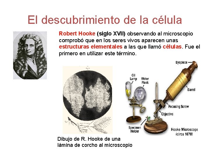 El descubrimiento de la célula Robert Hooke (siglo XVII) observando al microscopio comprobó que