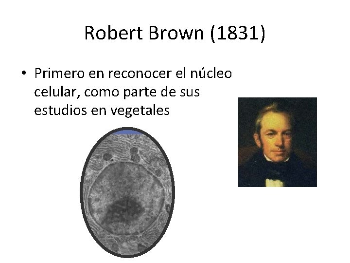 Robert Brown (1831) • Primero en reconocer el núcleo celular, como parte de sus