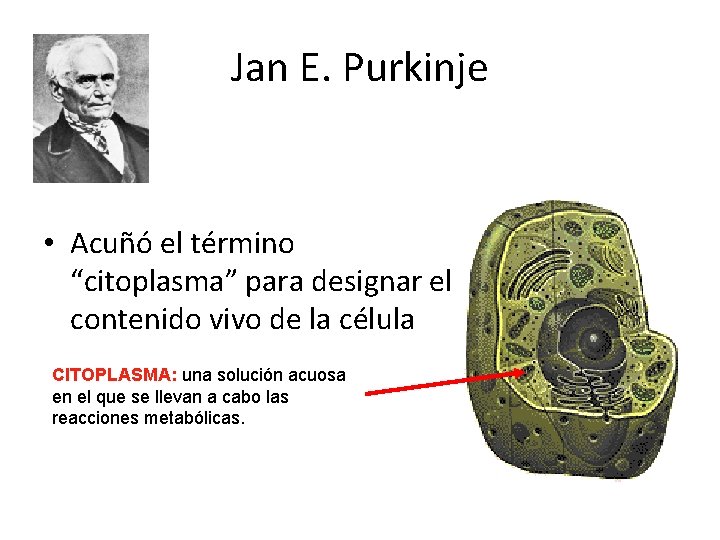 Jan E. Purkinje • Acuñó el término “citoplasma” para designar el contenido vivo de
