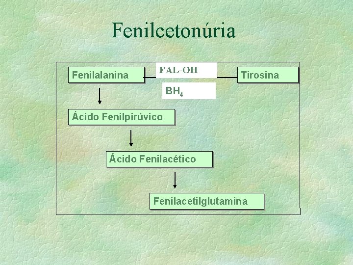 Fenilcetonúria Fenilalanina FAL-OH Tirosina BH 4 Ácido Fenilpirúvico Ácido Fenilacético Fenilacetilglutamina 