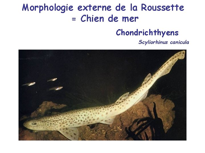 Morphologie externe de la Roussette = Chien de mer Chondrichthyens Scyliorhinus canicula 