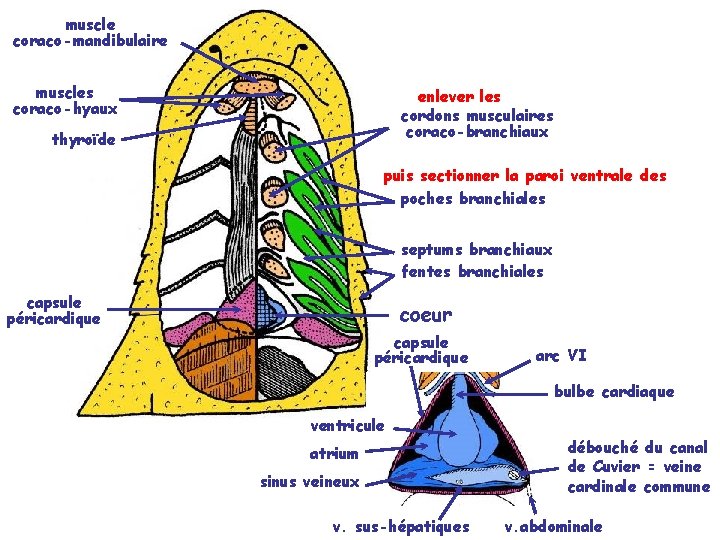 muscle coraco-mandibulaire muscles coraco-hyaux enlever les cordons musculaires coraco-branchiaux thyroïde puis sectionner la paroi