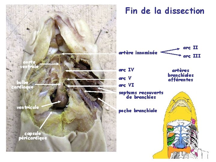 Fin de la dissection artère innominée aorte ventrale bulbe cardiaque ventricule capsule péricardique arc