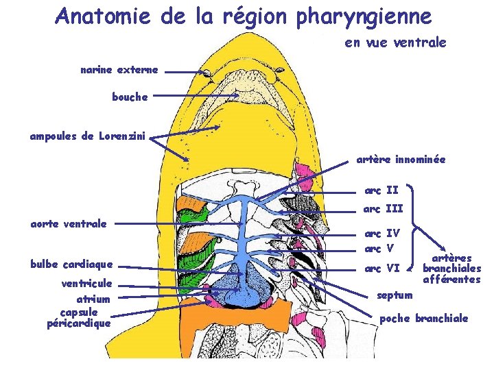 Anatomie de la région pharyngienne en vue ventrale narine externe bouche ampoules de Lorenzini