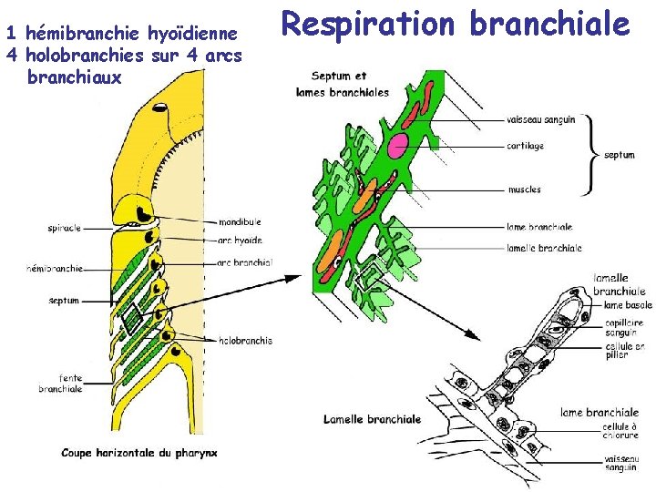 1 hémibranchie hyoïdienne 4 holobranchies sur 4 arcs branchiaux Respiration branchiale 