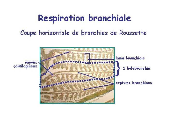 Respiration branchiale Coupe horizontale de branchies de Roussette rayons cartilagineux lame branchiale } 1