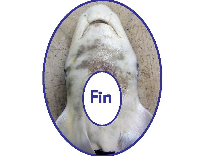 Fin 