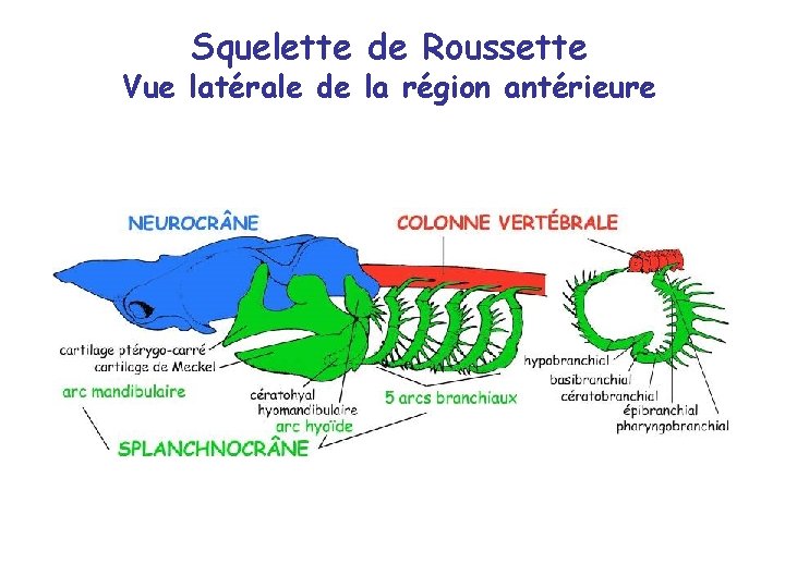 Squelette de Roussette Vue latérale de la région antérieure 