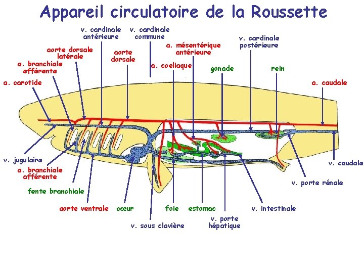 Appareil circulatoire de la Roussette v. cardinale antérieure aorte dorsale latérale a. branchiale efférente