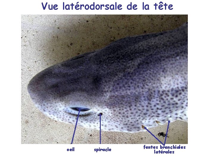 Vue latérodorsale de la tête oeil spiracle fentes branchiales latérales 