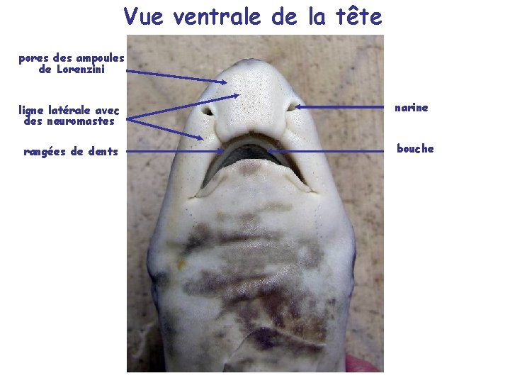 Vue ventrale de la tête pores des ampoules de Lorenzini ligne latérale avec des