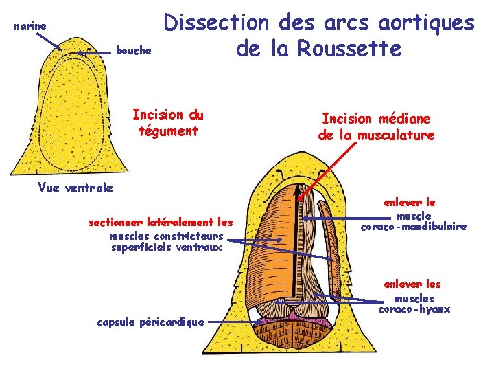 narine bouche Dissection des arcs aortiques de la Roussette Incision du tégument Vue ventrale