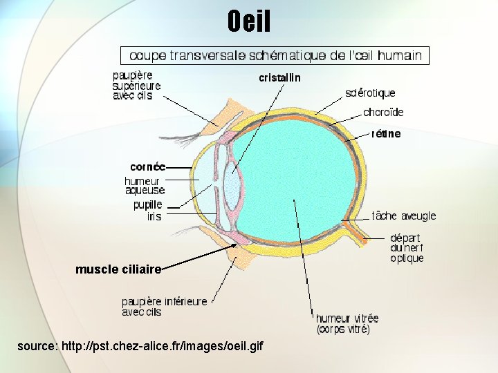Oeil muscle ciliaire source: http: //pst. chez-alice. fr/images/oeil. gif 