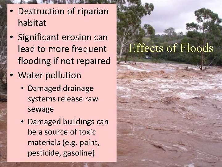  • Destruction of riparian habitat • Significant erosion can lead to more frequent