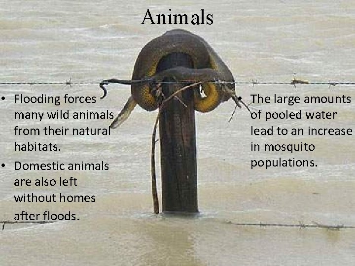 Animals • Flooding forces many wild animals from their natural habitats. • Domestic animals