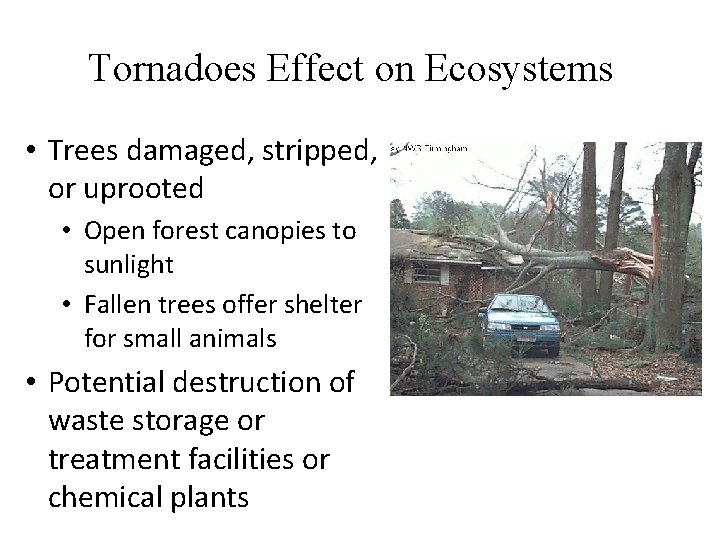 Tornadoes Effect on Ecosystems • Trees damaged, stripped, or uprooted • Open forest canopies