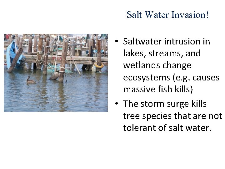 Salt Water Invasion! • Saltwater intrusion in lakes, streams, and wetlands change ecosystems (e.