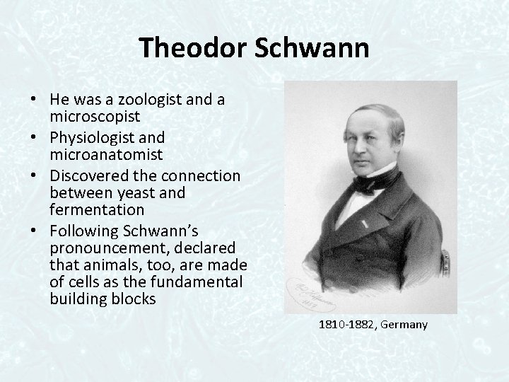 Theodor Schwann • He was a zoologist and a microscopist • Physiologist and microanatomist