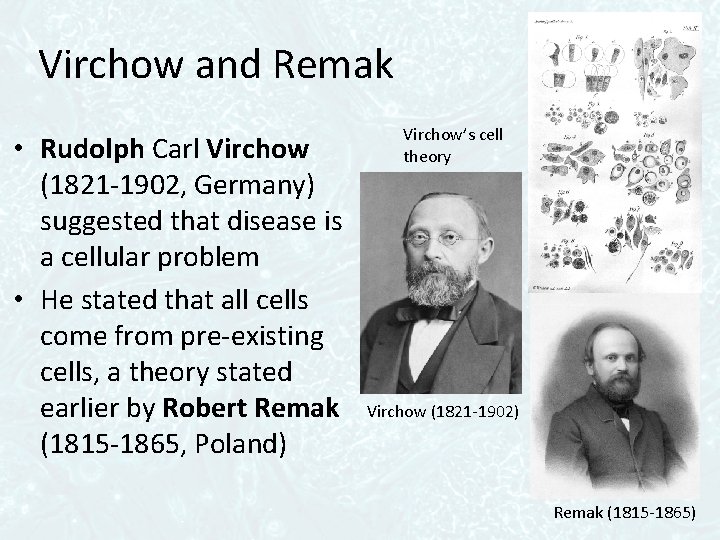 Virchow and Remak • Rudolph Carl Virchow (1821 -1902, Germany) suggested that disease is